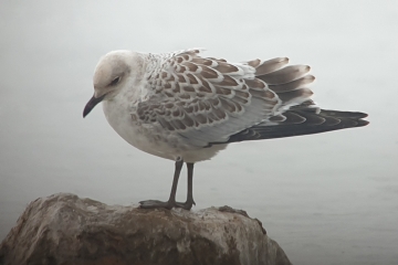 Ruff up to eleven and a juvenile Mediterranean Gull